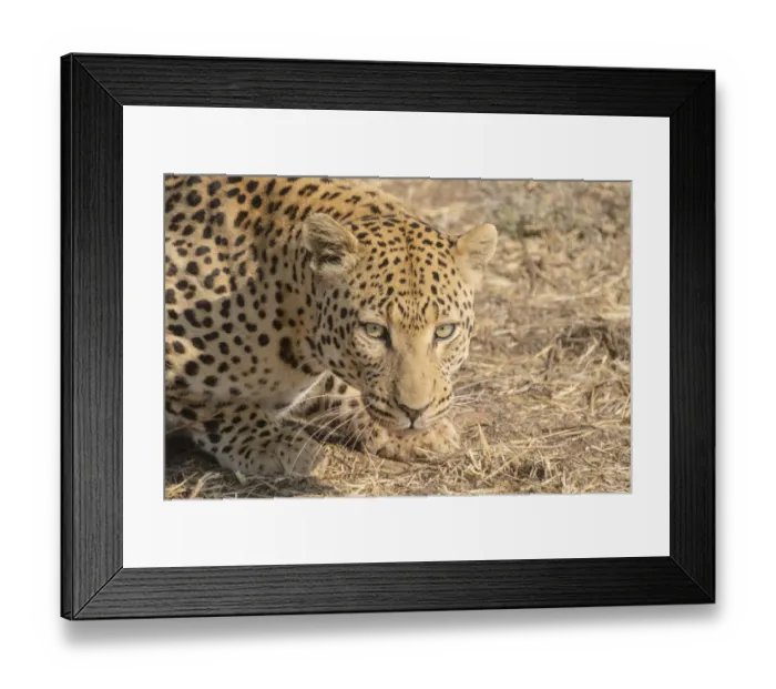 Framed Print : Leopard -Panthera pardus-, Khomas, Namibia Framed Print : Leopard -Panthera pardus-, Khomas, Namibia