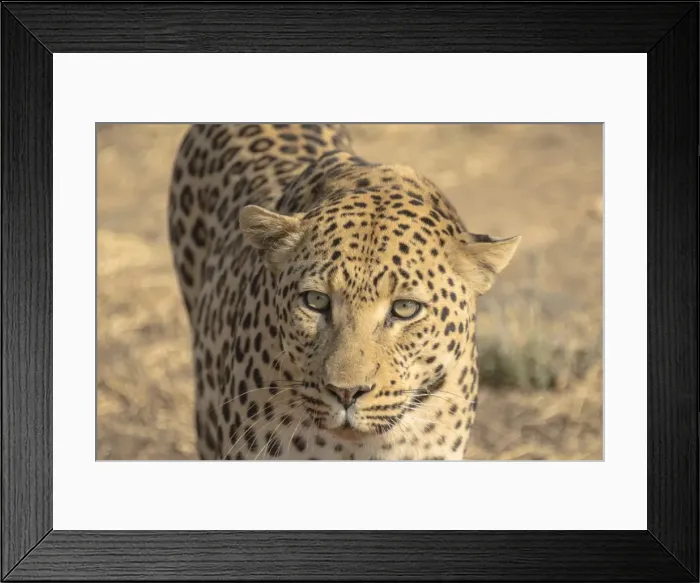 Framed Print : Leopard -Panthera pardus-, Khomas, Namibia Framed Print : Leopard -Panthera pardus-, Khomas, Namibia