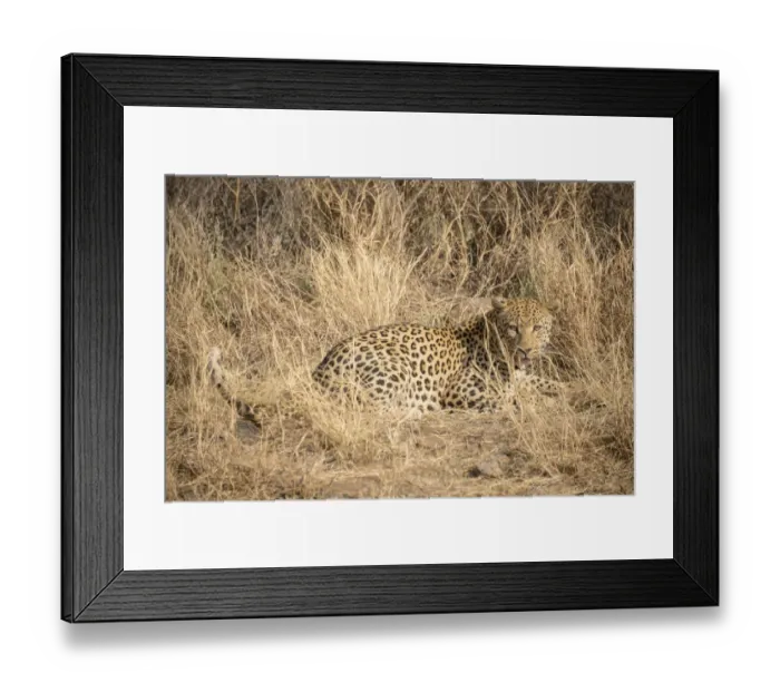 Framed Print : Leopard -Panthera pardus-, Khomas, Namibia Framed Print : Leopard -Panthera pardus-, Khomas, Namibia