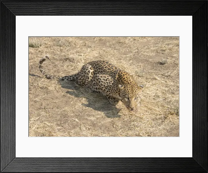 Framed Print : Leopard -Panthera pardus-, Khomas, Namibia