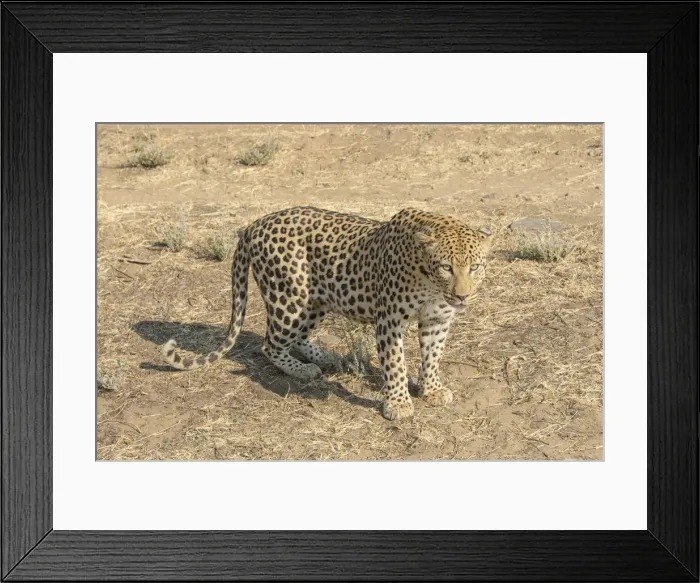 Framed Print : Leopard -Panthera pardus-, Khomas, Namibia
