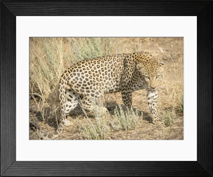 Framed Print : Leopard -Panthera pardus-, Khomas, Namibia Framed Print : Leopard -Panthera pardus-, Khomas, Namibia