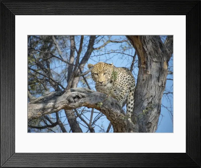 Framed Print : Leopard -Panthera pardus- in tree, Khomas, Namibia Framed Print : Leopard -Panthera pardus- in tree, Khomas, Namibia