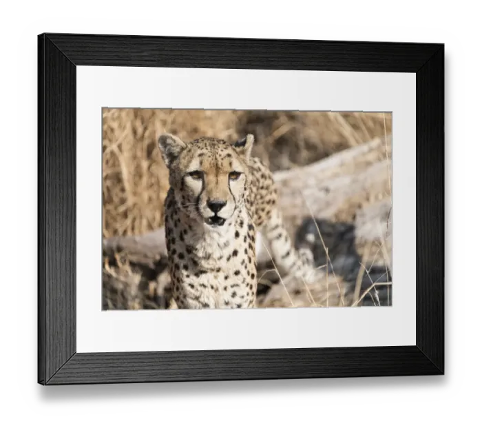 Framed Print : Cheetah -Acinonyx jubatus-, Namibia