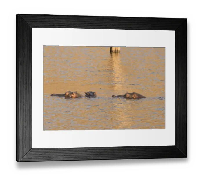 Framed Print : Hippos -Hippopotamus amphibius-, Andreas Damm, Khomas, Namibia Framed Print : Hippos -Hippopotamus amphibius-, Andreas Damm, Khomas, Namibia