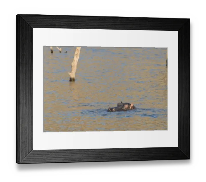 Framed Print : Hippopotamus -Hippopotamus amphibius-, Andreas Damm, Khomas, Namibia Framed Print : Hippopotamus -Hippopotamus amphibius-, Andreas Damm, Khomas, Namibia
