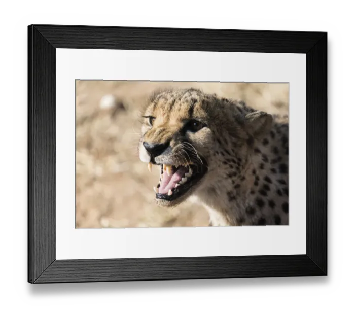 Framed Print : Cheetah -Acinonyx jubatus-, Khomas, Namibia