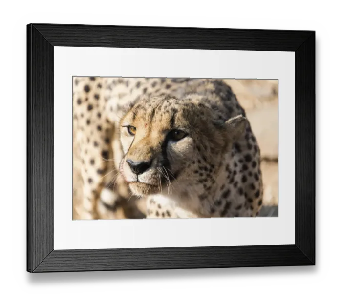 Framed Print : Cheetah -Acinonyx jubatus-, Khomas, Namibia