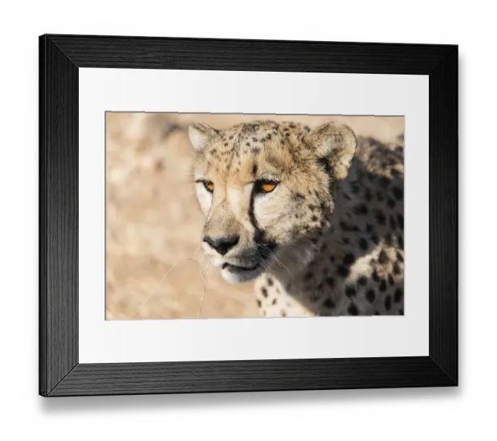 Framed Print : Cheetah -Acinonyx jubatus-, Khomas, Namibia Framed Print : Cheetah -Acinonyx jubatus-, Khomas, Namibia
