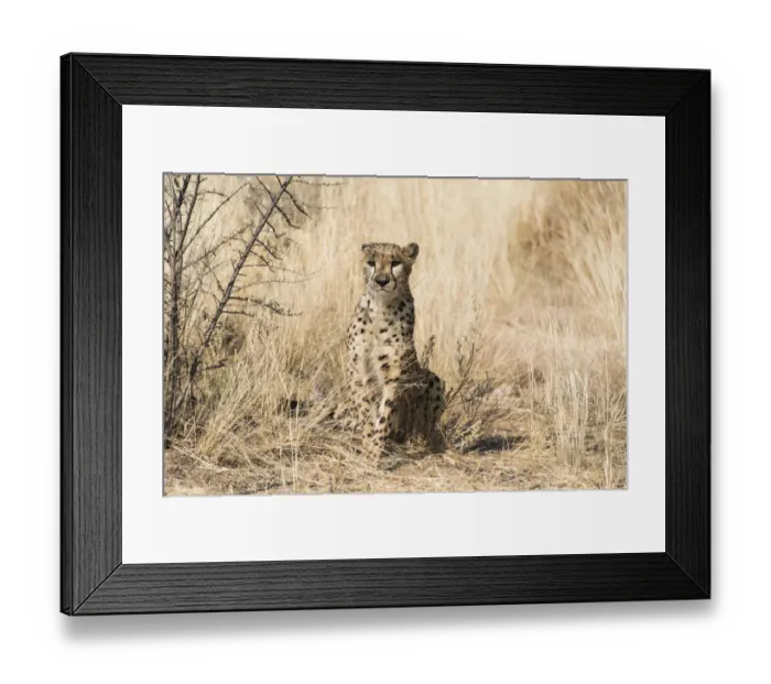 Framed Print : Cheetah -Acinonyx jubatus-, Khomas, Namibia Framed Print : Cheetah -Acinonyx jubatus-, Khomas, Namibia