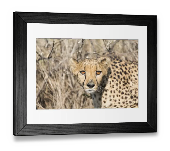 Framed Print : Cheetah -Acinonyx jubatus-, Khomas, Namibia Framed Print : Cheetah -Acinonyx jubatus-, Khomas, Namibia
