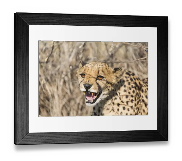 Framed Print : Cheetah -Acinonyx jubatus-, Khomas, Namibia Framed Print : Cheetah -Acinonyx jubatus-, Khomas, Namibia