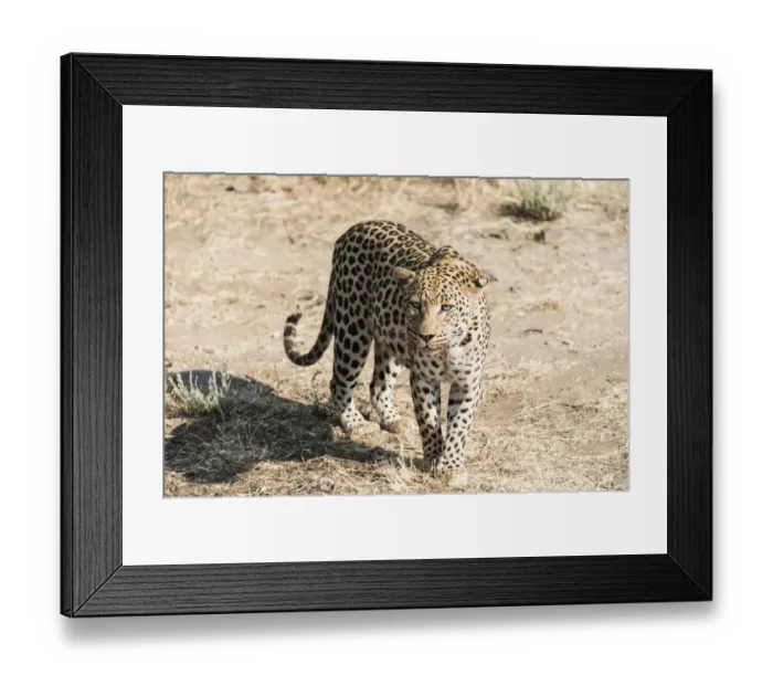 Framed Print : Leopard -Panthera pardus-, Khomas, Namibia Framed Print : Leopard -Panthera pardus-, Khomas, Namibia