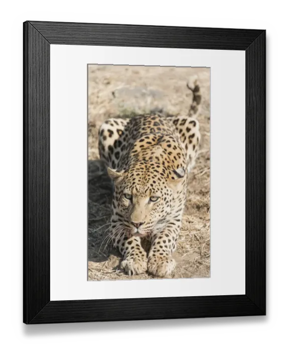 Framed Print : Leopard -Panthera pardus-, Khomas, Namibia Framed Print : Leopard -Panthera pardus-, Khomas, Namibia