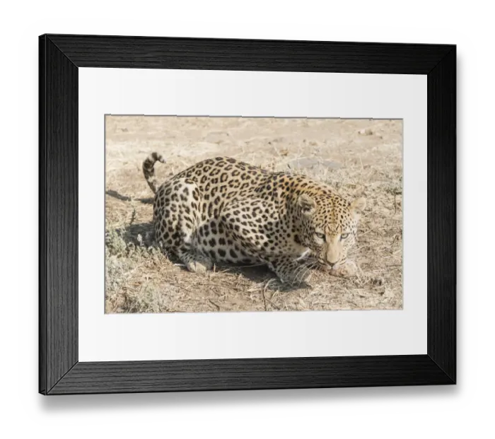 Framed Print : Leopard -Panthera pardus-, Khomas, Namibia