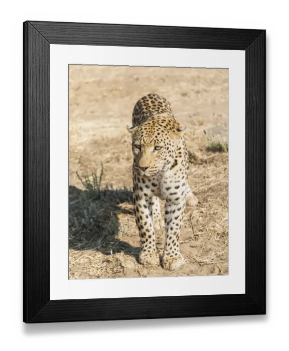 Framed Print : Leopard -Panthera pardus-, Khomas, Namibia Framed Print : Leopard -Panthera pardus-, Khomas, Namibia