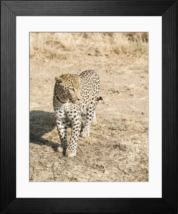 Framed Print : Leopard -Panthera pardus-, Khomas, Namibia Framed Print : Leopard -Panthera pardus-, Khomas, Namibia