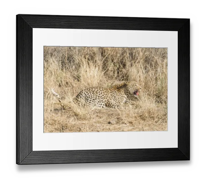 Framed Print : Leopard -Panthera pardus-, Khomas, Namibia Framed Print : Leopard -Panthera pardus-, Khomas, Namibia