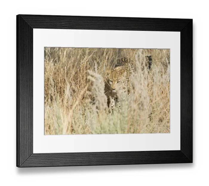 Framed Print : Leopard -Panthera pardus-, Khomas, Namibia Framed Print : Leopard -Panthera pardus-, Khomas, Namibia