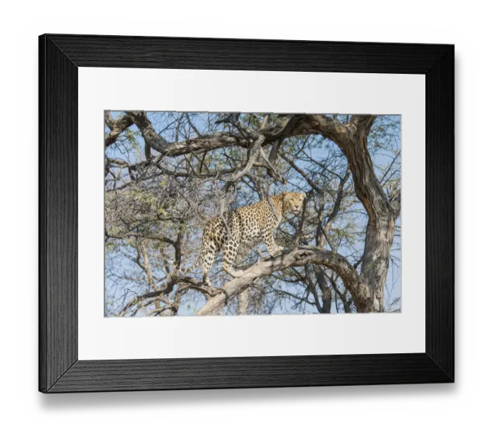 Framed Print : Leopard -Panthera pardus- in a tree, Khomas, Namibia Framed Print : Leopard -Panthera pardus- in a tree, Khomas, Namibia