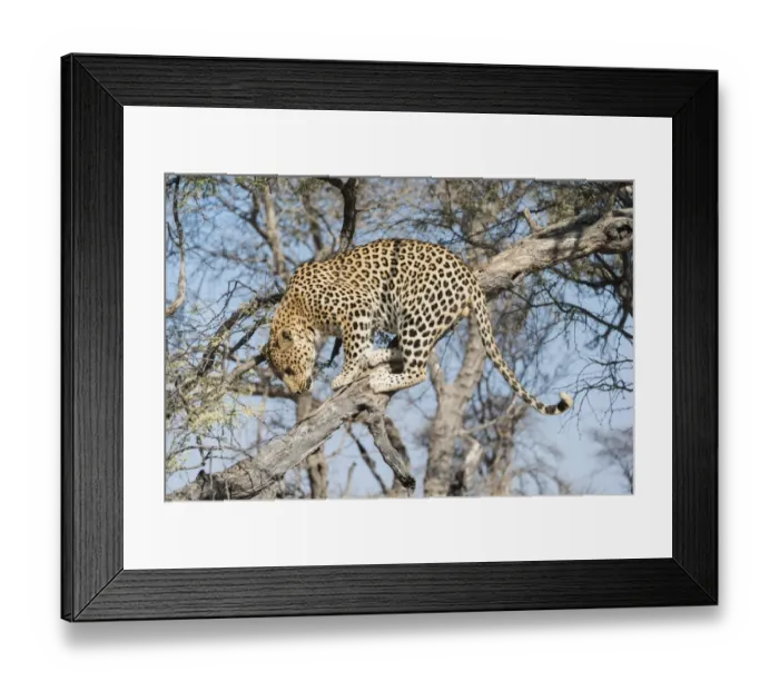 Framed Print : Leopard -Panthera pardus- in a tree, Khomas, Namibia