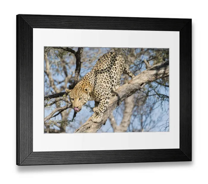 Framed Print : Leopard -Panthera pardus- in a tree, Khomas, Namibia Framed Print : Leopard -Panthera pardus- in a tree, Khomas, Namibia