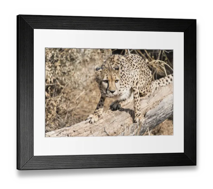 Framed Print : Cheetah -Acinonyx jubatus-, Khomas, Namibia Framed Print : Cheetah -Acinonyx jubatus-, Khomas, Namibia