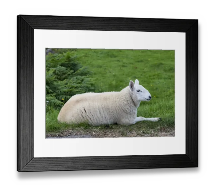 Framed Print : Young sheep, lying, in the Scottish Highlands, Scotland, United Kingdom, Europe Framed Print : Young sheep, lying, in the Scottish Highlands, Scotland, United Kingdom, Europe