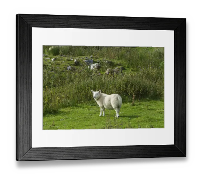 Framed Print : Young sheep in the Scottish Highlands, Scotland, United Kingdom, Europe Framed Print : Young sheep in the Scottish Highlands, Scotland, United Kingdom, Europe