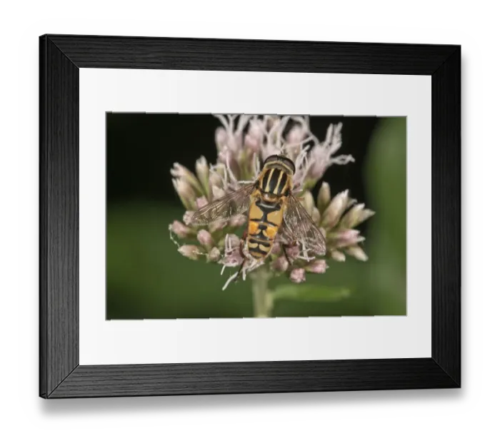Framed Print : Common Hoverfly -Helophilus pendulus-, sucking nectar, Untergroeningen, Baden-Wuerttemberg, Germany, Europe