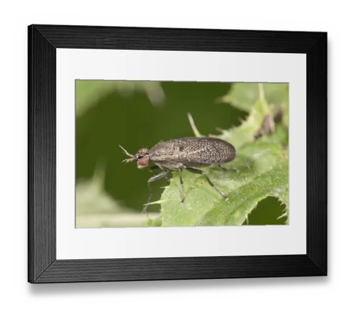 Framed Print : Snail-killing Fly -Coremacera marginata-, Untergroeningen, Baden-Wuerttemberg, Germany, Europe