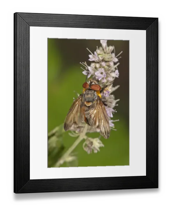 Framed Print : Tachinid Fly -Phasia Hemiptera- on Horse Mint -Mentha longifolia-, Untergroeningen, Baden-Wuerttemberg, Germany, Europe Framed Print : Tachinid Fly -Phasia Hemiptera- on Horse Mint -Mentha longifolia-, Untergroeningen, Baden-Wuerttemberg, Germany, Europe