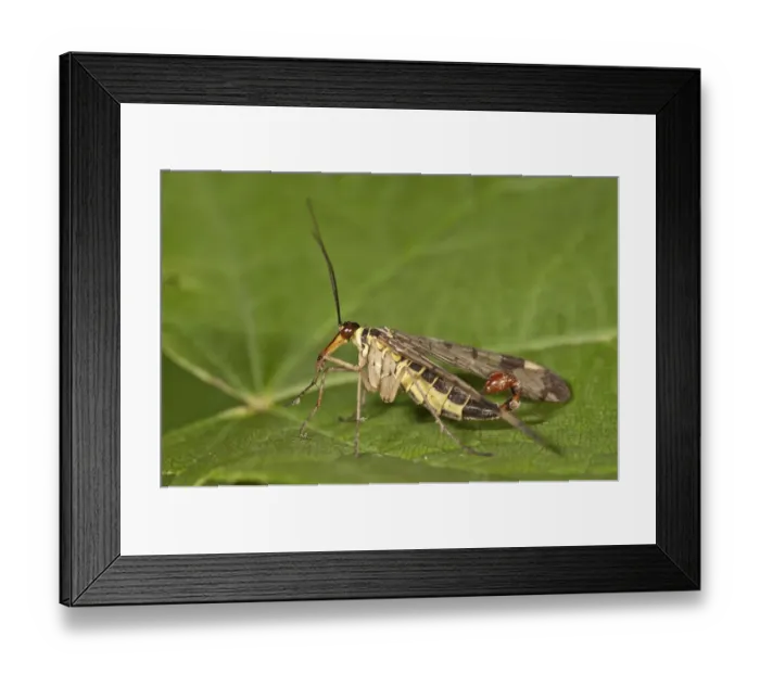 Framed Print : Common Scorpionfly -Panorpa communis-, male, Untergroeningen, Baden-Wuerttemberg, Germany, Europe Framed Print : Common Scorpionfly -Panorpa communis-, male, Untergroeningen, Baden-Wuerttemberg, Germany, Europe