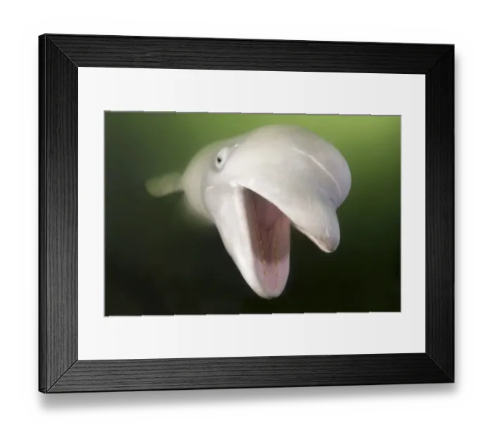 Framed Print : Beluga Whale, White Whale -Delphinapterus leucas-, Sea of Japan, Primorsky Krai, Russia Framed Print : Beluga Whale, White Whale -Delphinapterus leucas-, Sea of Japan, Primorsky Krai, Russia