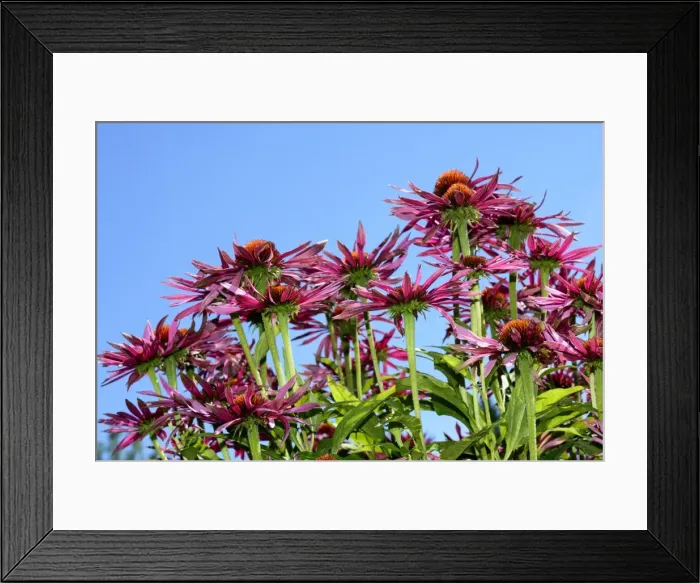 Framed Print : Coneflower -Echinacea purpurea- Framed Print : Coneflower -Echinacea purpurea-
