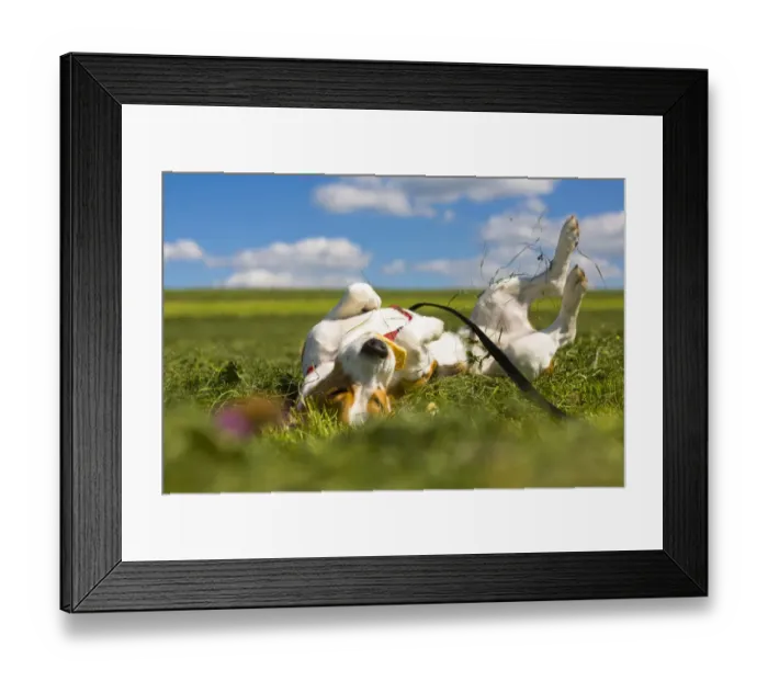 Framed Print : Tricolour Beagle, male rolling in the grass Framed Print : Tricolour Beagle, male rolling in the grass