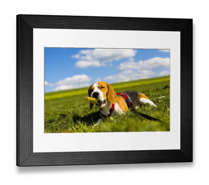Framed Print : Tricolour Beagle, male chewing on an object Framed Print : Tricolour Beagle, male chewing on an object