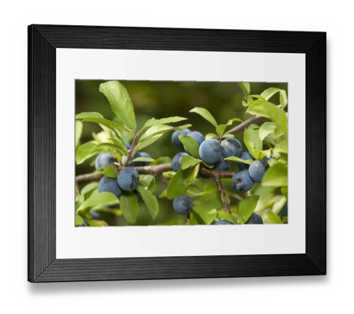 Framed Print : Fruit of the Sloe or Blackthorn -Prunus spinosa-, Geneva, Genf, Switzerland Framed Print : Fruit of the Sloe or Blackthorn -Prunus spinosa-, Geneva, Genf, Switzerland