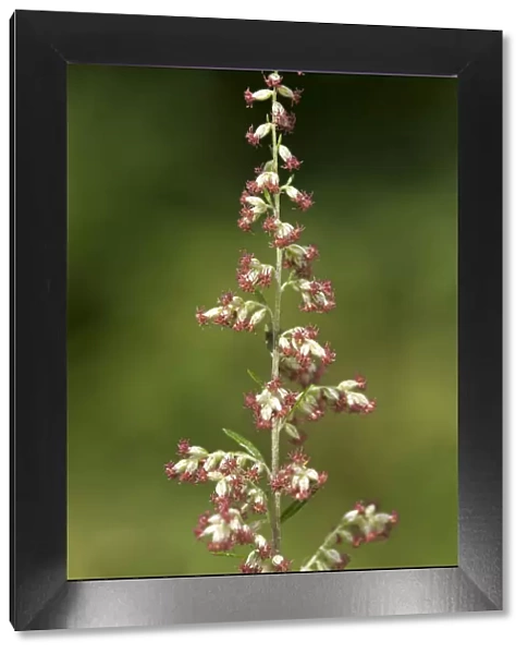 Mugwort or Common Wormwood -Artemisia vulgaris-, Geneva, Genf, Switzerland