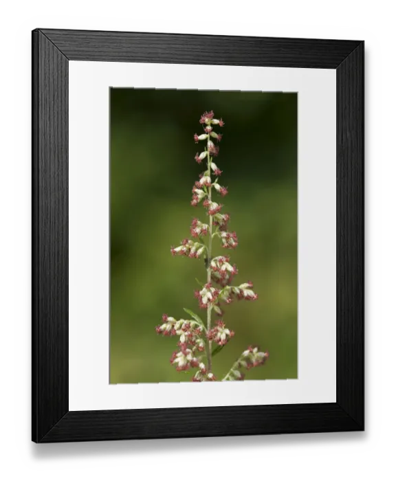 Framed Print : Mugwort or Common Wormwood -Artemisia vulgaris-, Geneva, Genf, Switzerland