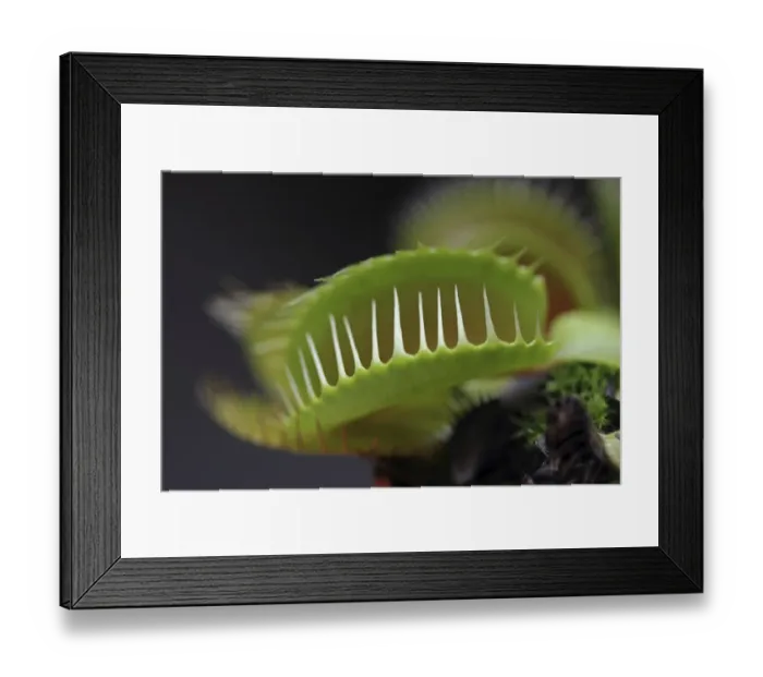 Framed Print : Venus Flytrap -Dionaea muscipula- Framed Print : Venus Flytrap -Dionaea muscipula-