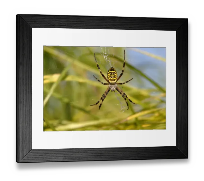 Framed Print : Wasp Spider -Argiope bruennichi- in a net, Limburg, Hesse, Germany, Europe Framed Print : Wasp Spider -Argiope bruennichi- in a net, Limburg, Hesse, Germany, Europe