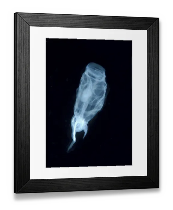 Framed Print : Colony Bakers cyclosalpa -cyclosalpa bakeri-, salp, Japan Sea, Primorsky Krai, Russian Federation, Far East Framed Print : Colony Bakers cyclosalpa -cyclosalpa bakeri-, salp, Japan Sea, Primorsky Krai, Russian Federation, Far East