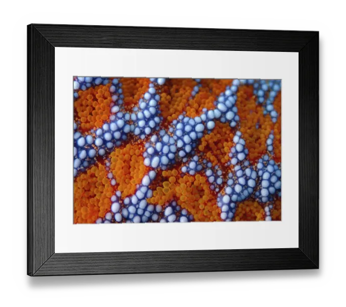 Framed Print : Starfish -Evasterias retifera-, close-up, Japan Sea, Primorsky Krai, Russian Federation, Far East Framed Print : Starfish -Evasterias retifera-, close-up, Japan Sea, Primorsky Krai, Russian Federation, Far East