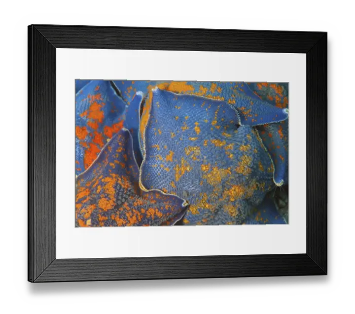 Framed Print : Starfish -Asterina pectinifera, Patiria pectinifera-, Japan Sea, Far East, Primorsky Krai, Russian Federation