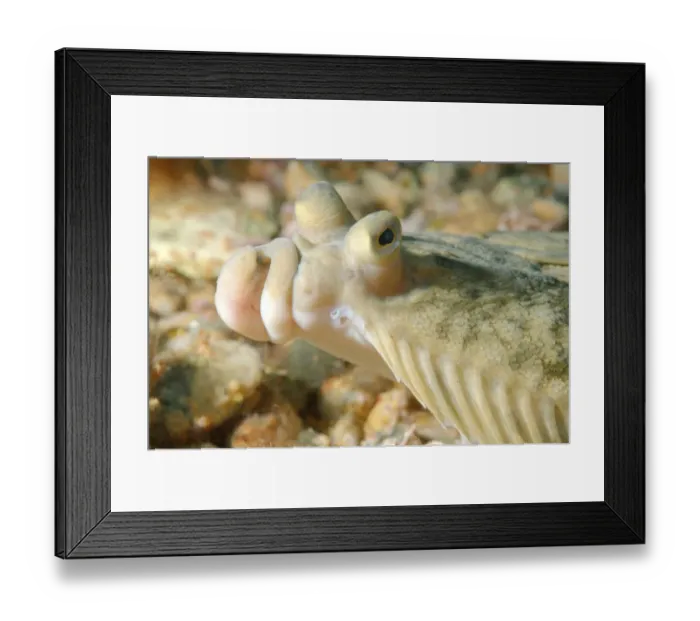 Framed Print : Japanese flounder -Pleuronectes japonicus-, Sea of Japan, Far East, Primorsky Krai, Russian Federation, Sea of Japan, Russia Framed Print : Japanese flounder -Pleuronectes japonicus-, Sea of Japan, Far East, Primorsky Krai, Russian Federation, Sea of Japan, Russia