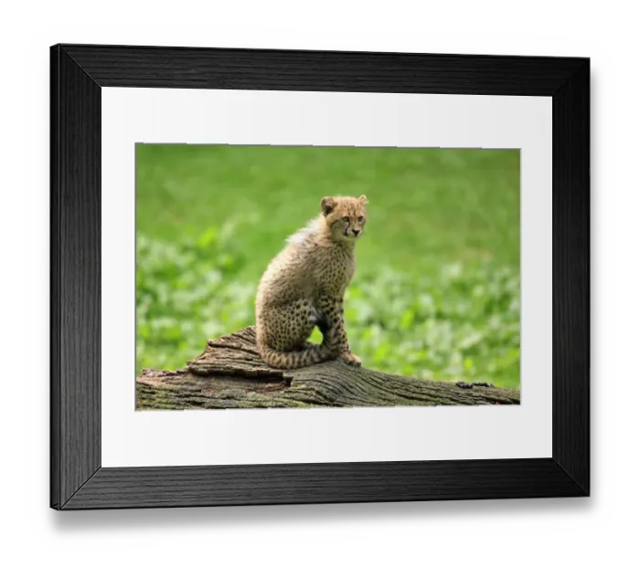 Framed Print : Cheetah -Acinonyx jubatus-, cub, native to Africa, captive, Nuremberg, Middle Franconia, Bavaria, Germany Framed Print : Cheetah -Acinonyx jubatus-, cub, native to Africa, captive, Nuremberg, Middle Franconia, Bavaria, Germany