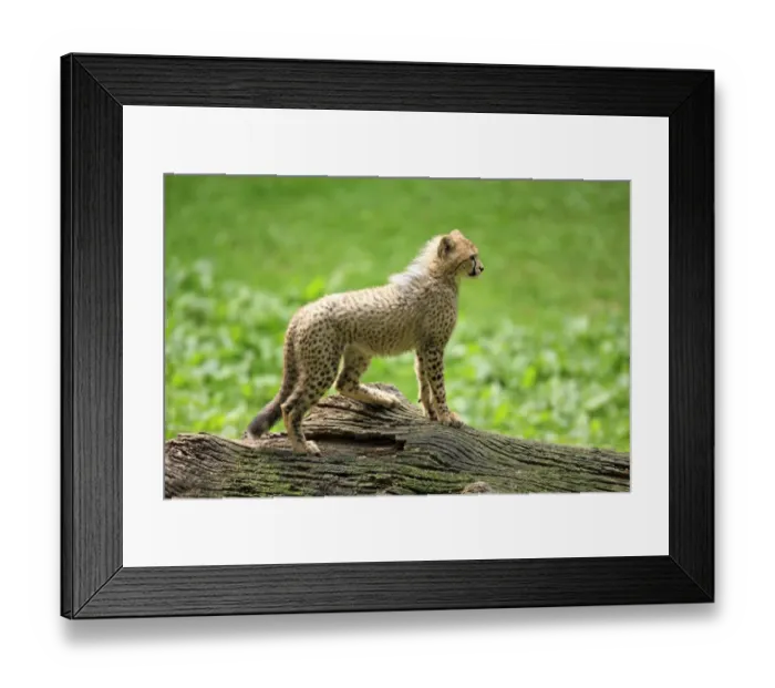 Framed Print : Cheetah -Acinonyx jubatus-, cub, native to Africa, captive, Nuremberg, Middle Franconia, Bavaria, Germany Framed Print : Cheetah -Acinonyx jubatus-, cub, native to Africa, captive, Nuremberg, Middle Franconia, Bavaria, Germany