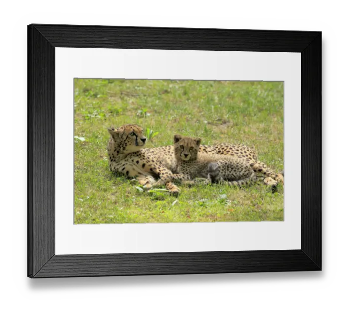 Framed Print : Cheetah -Acinonyx jubatus-, mother with cub, native to Africa, social behavior, captive, Nuremberg, Middle Franconia, Bavaria, Germany Framed Print : Cheetah -Acinonyx jubatus-, mother with cub, native to Africa, social behavior, captive, Nuremberg, Middle Franconia, Bavaria, Germany