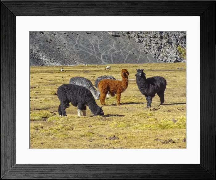 Framed Print : Group of Alpacas -Vicugna pacos-, Bolivian plateau, Altiplano, Bolivia Framed Print : Group of Alpacas -Vicugna pacos-, Bolivian plateau, Altiplano, Bolivia